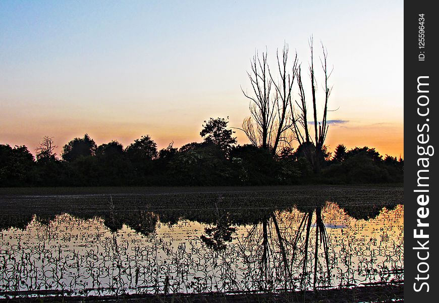 Reflection, Sky, Tree, Dawn