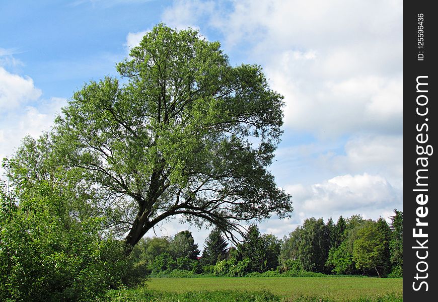 Tree, Sky, Woody Plant, Vegetation