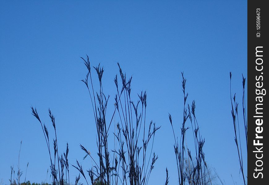 Sky, Grass, Branch, Grass Family