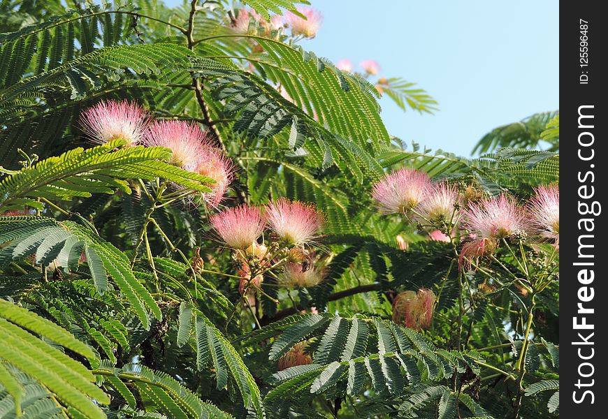 Vegetation, Plant, Ecosystem, Flora