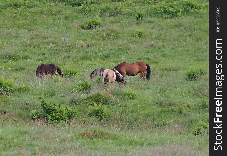 Grassland, Pasture, Ecosystem, Wildlife