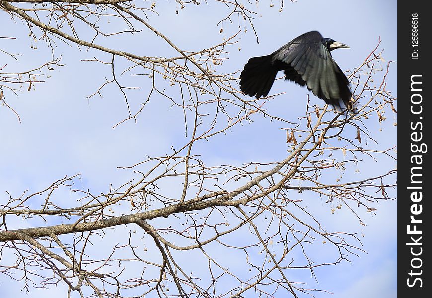 Bird, Fauna, Branch, Tree