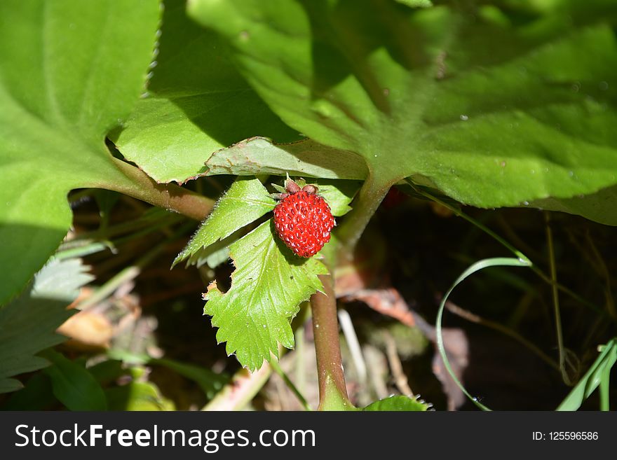 Strawberries, Leaf, Plant, Strawberry