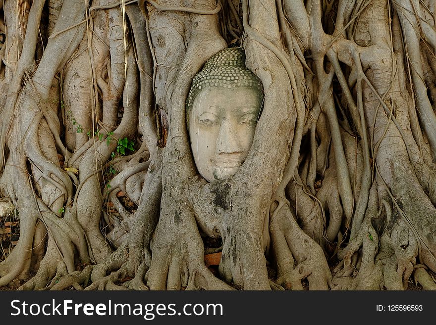 Tree, Woody Plant, Sculpture, Stone Carving