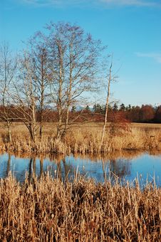 Free Winter Wetland Stock Photography - 12566882