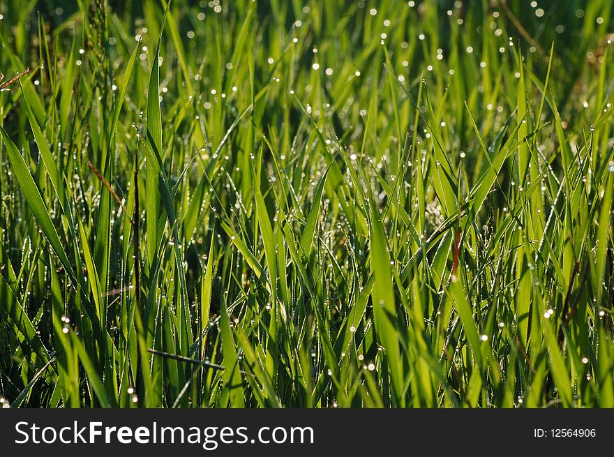 Green grass with dew drops in morning sun