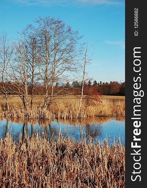 Wetland in wintertime against blue sky. Wetland in wintertime against blue sky