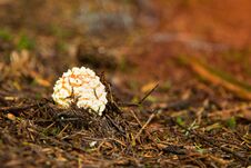 Amanita Muscaria, Poisonous Mushroom I Stock Images