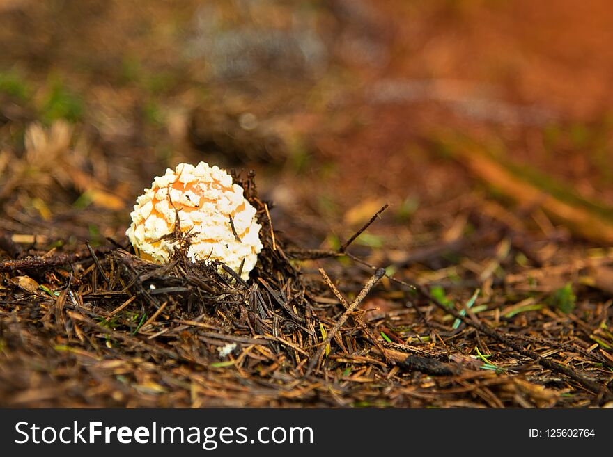 Amanita Muscaria, poisonous mushroom i