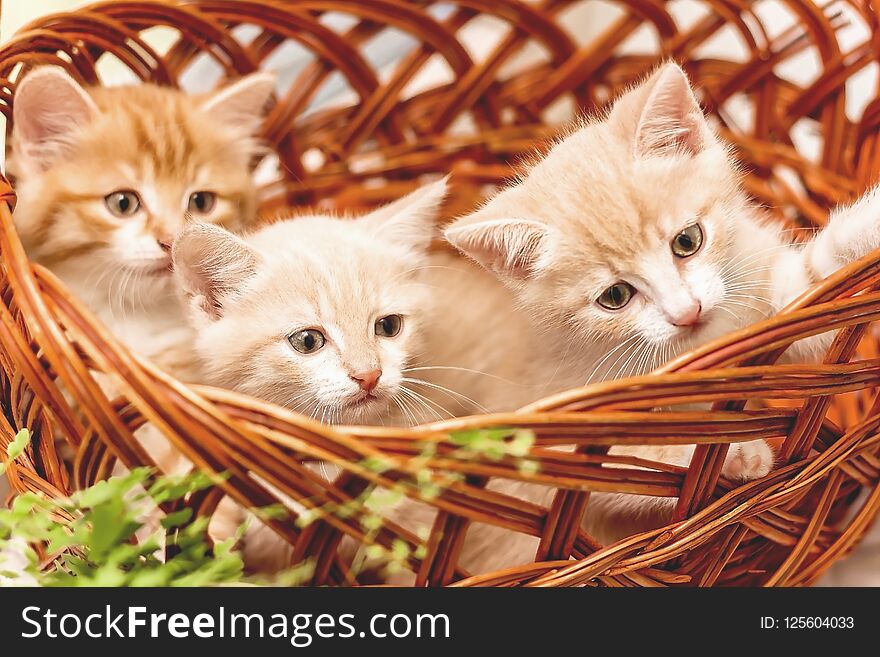 Three Kittens Sitting In A Basket Close-up