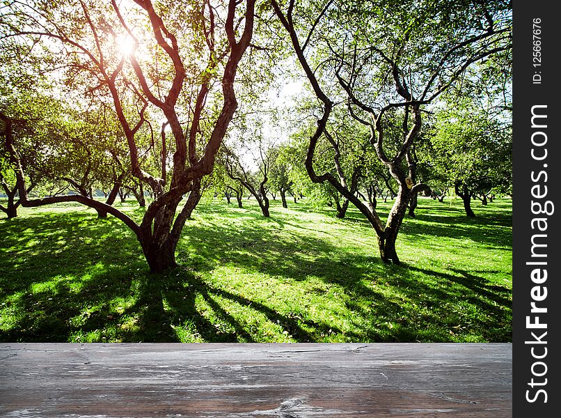 Park forest ecology background. Summer nature landscape