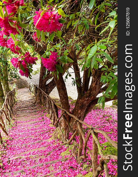 The staircase taken along the path is covered by the pink and purple petals fallen from the laurel in bloom. The staircase taken along the path is covered by the pink and purple petals fallen from the laurel in bloom