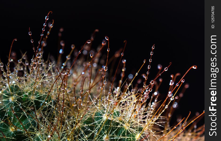 Thorn Hook Mammillaria Cactus In Black Background