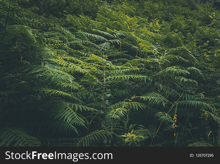 Close up tropical nature green leaf