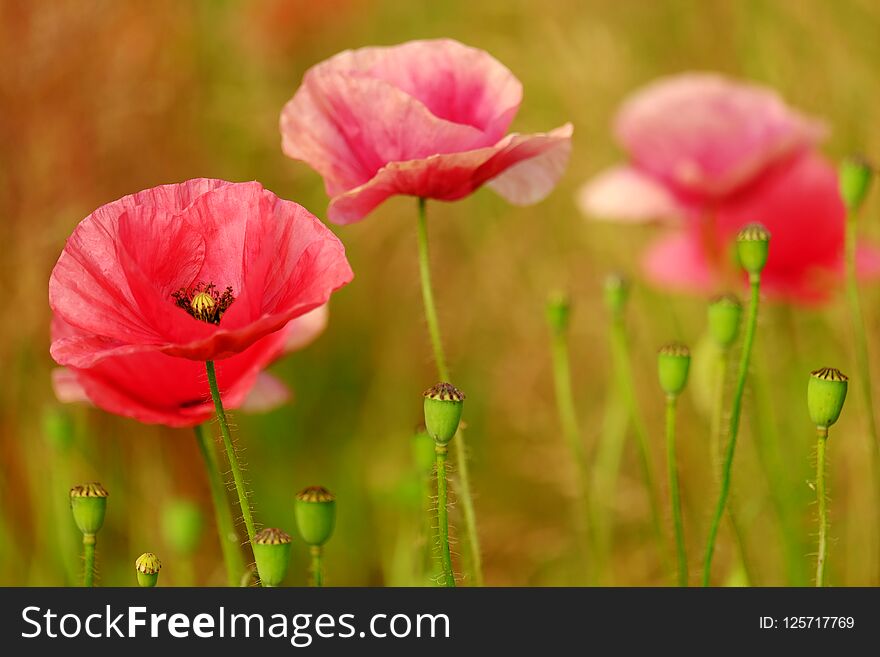 Red delicate poppy flowers bloom on a green meadow on a summer sunny morning. Red delicate poppy flowers bloom on a green meadow on a summer sunny morning