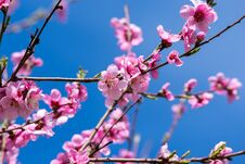 Blooming Peach Trees In Spring. Soft Focus, Natural Blur Royalty Free Stock Images Blooming Peach Trees In Spring. Soft Focus, Natural Blur Royalty Free Stock Images