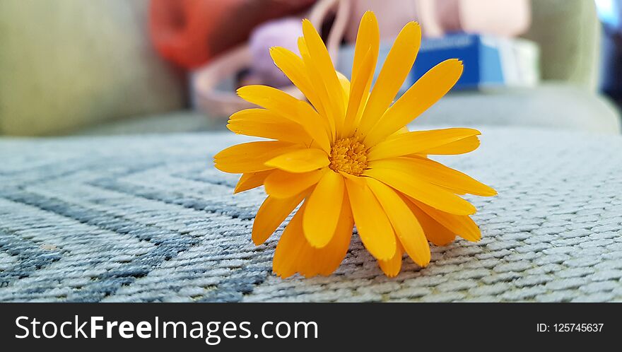 Little Orange Flower