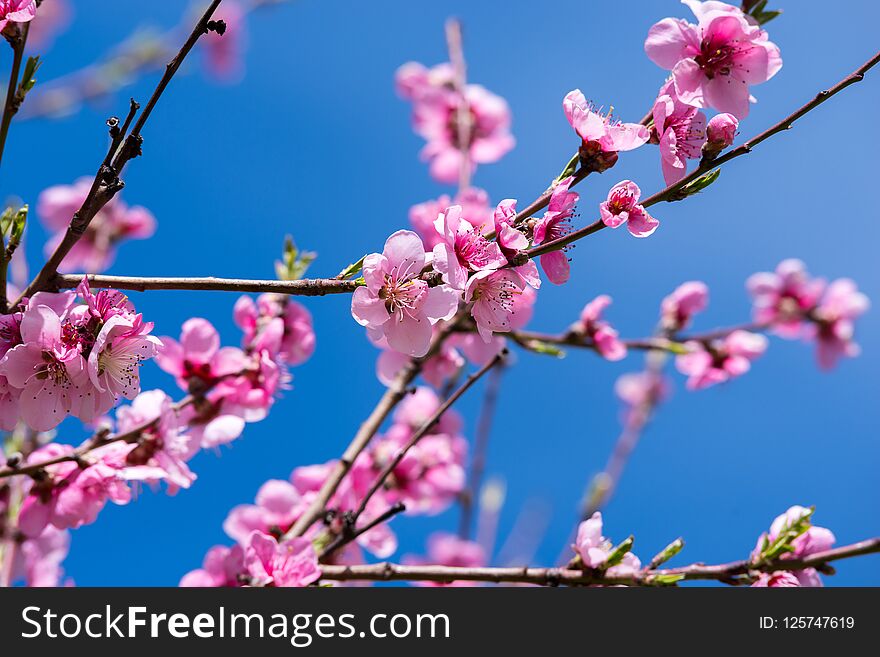 April spring peach tree blossom. Blooming peach trees in spring. Soft focus, natural blur
