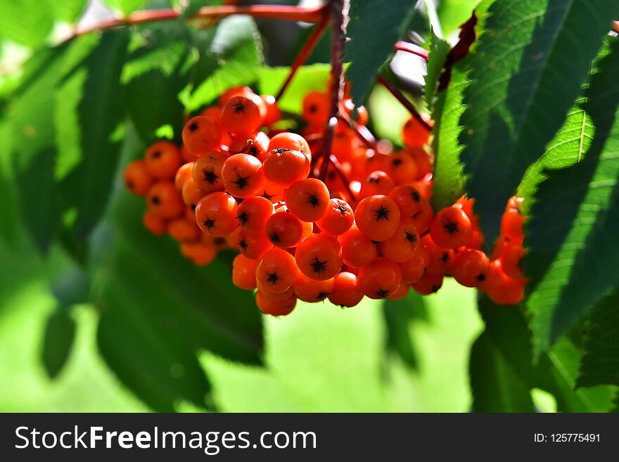 A close up image of bright red Rowan berries in summer. A close up image of bright red Rowan berries in summer.