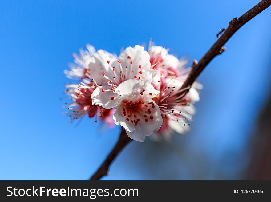Spring theme, Close up of a branch of plum blossom flower. Spring theme, Close up of a branch of plum blossom flower.