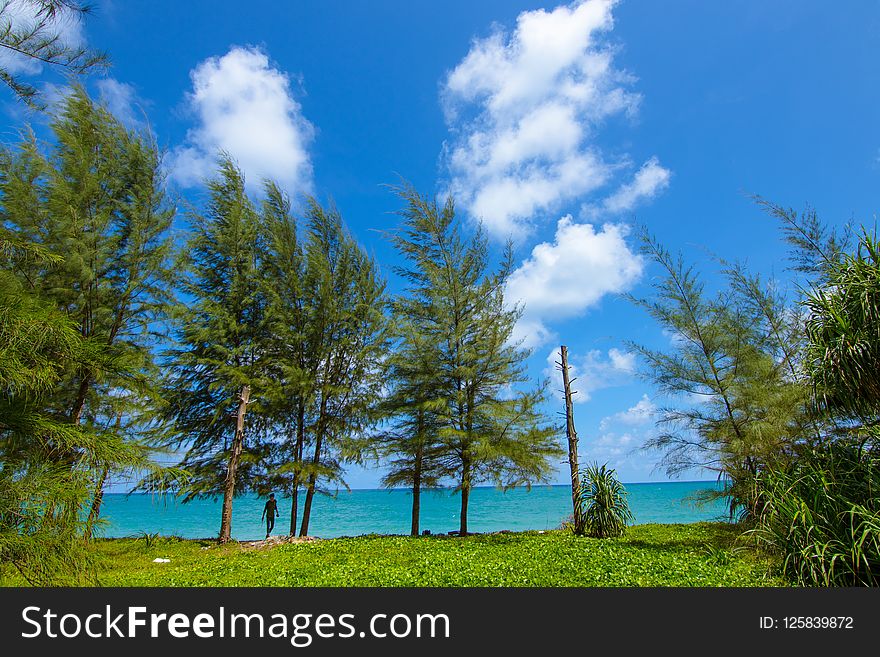 Sky, Nature, Ecosystem, Vegetation