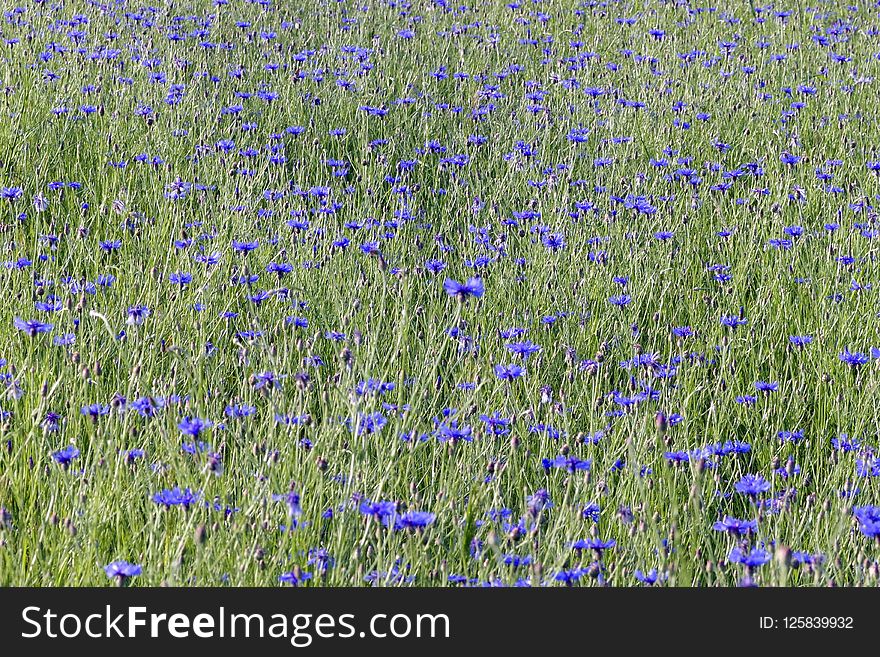 Ecosystem, Meadow, Field, English Lavender