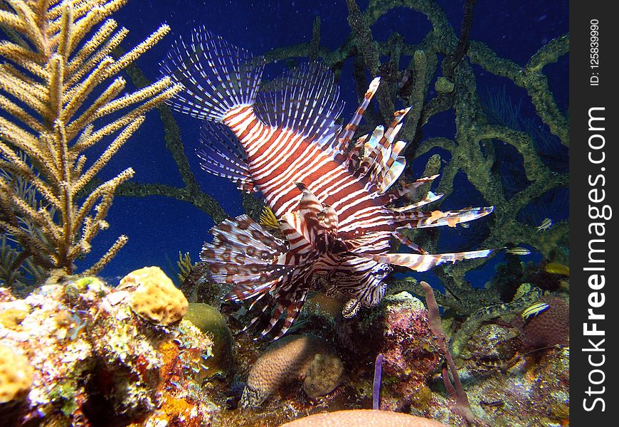 Lionfish, Coral Reef, Ecosystem, Marine Biology