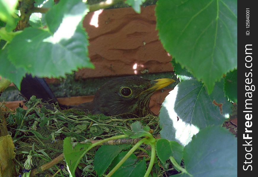 Fauna, Leaf, Bird, Beak