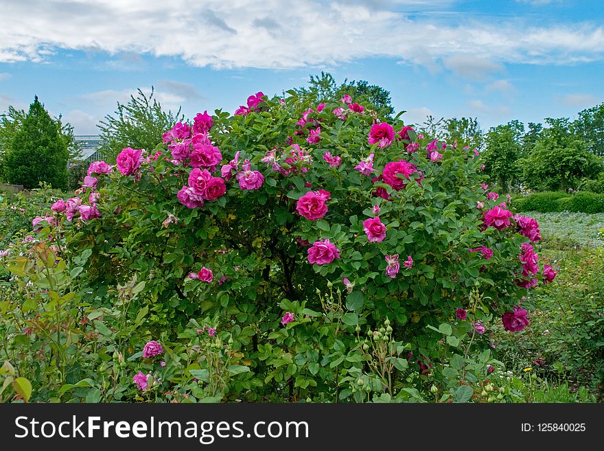 Flower, Plant, Rose Family, Flowering Plant