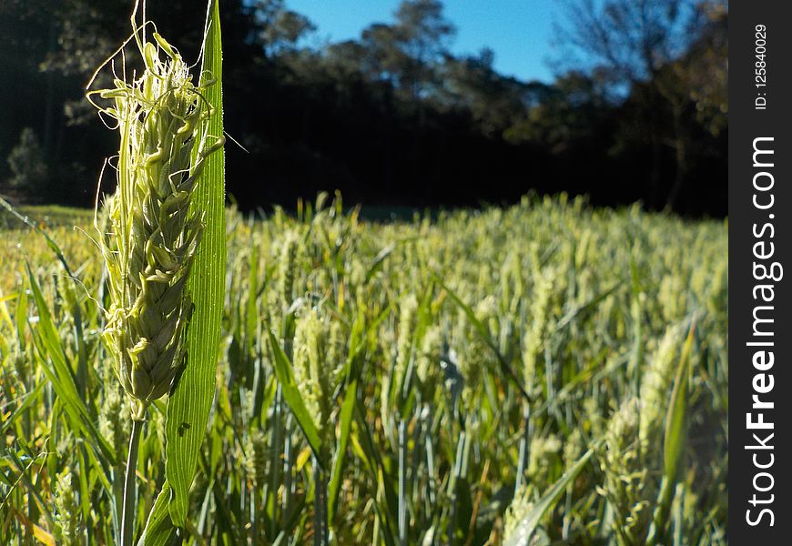 Crop, Field, Grass, Grass Family