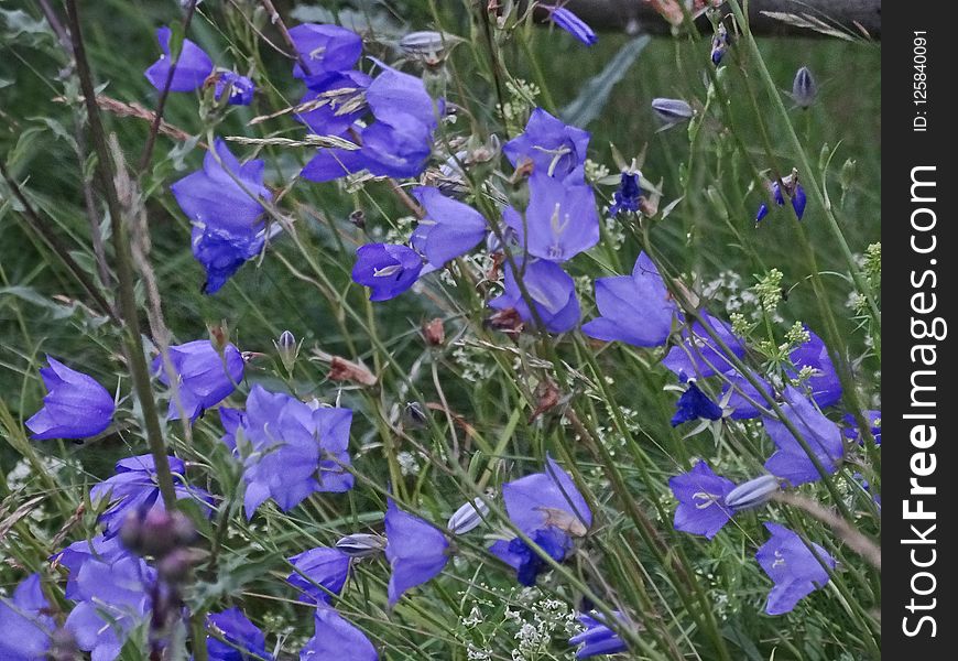 Plant, Flower, Blue, Flora