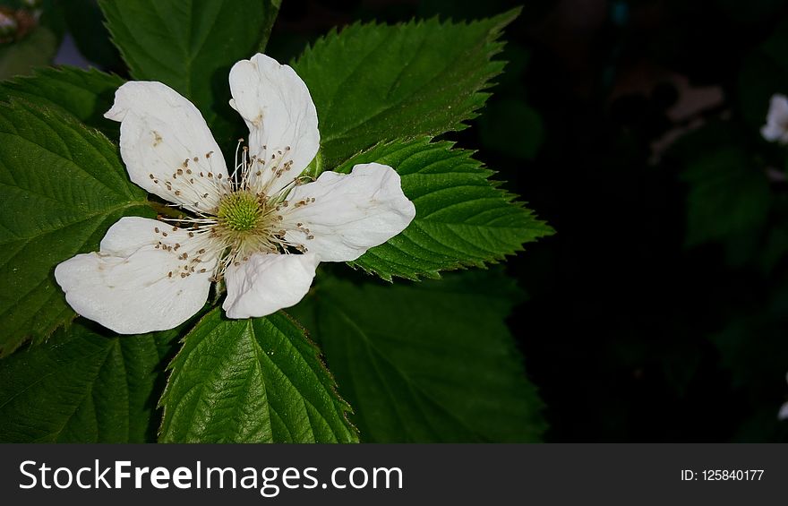 Flower, Flora, Plant, Spring