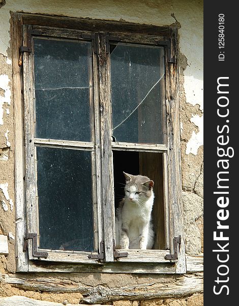 Window, Cat, Small To Medium Sized Cats, Door