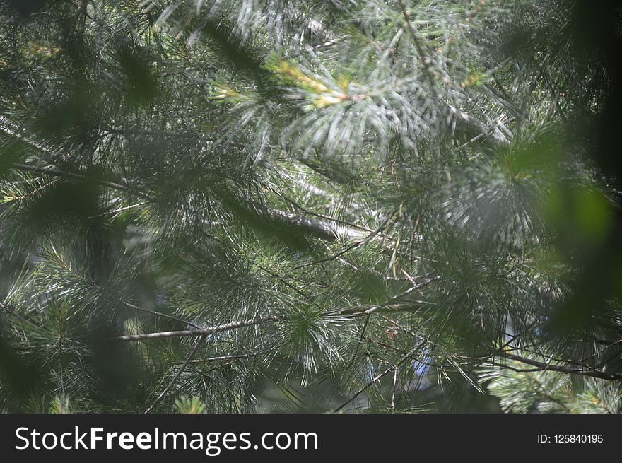 Tree, Vegetation, Branch, Ecosystem