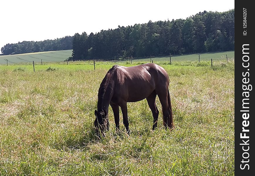 Horse, Pasture, Grassland, Grazing