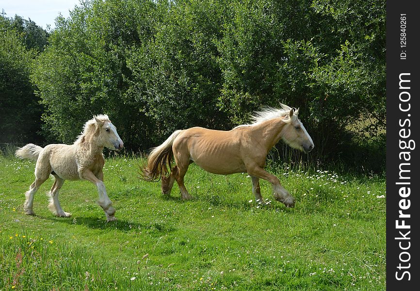 Horse, Pasture, Fauna, Horse Like Mammal