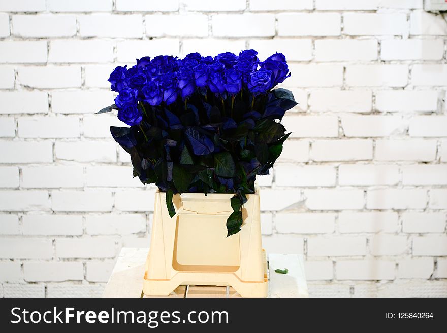 Flower, Cobalt Blue, Blue, Purple