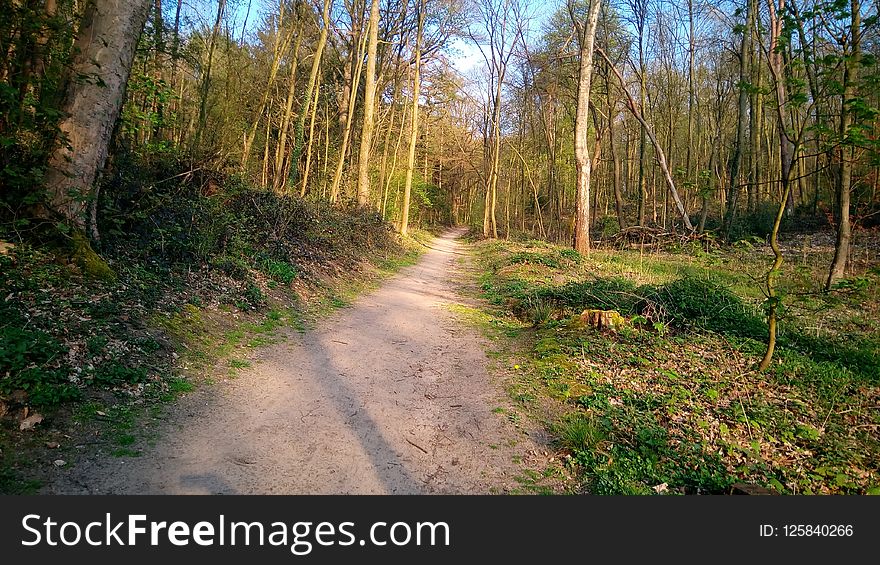 Path, Ecosystem, Woodland, Nature Reserve