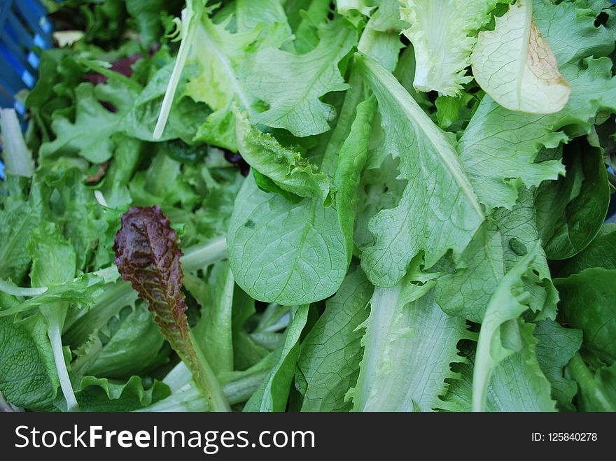 Leaf Vegetable, Vegetable, Leaf, Romaine Lettuce