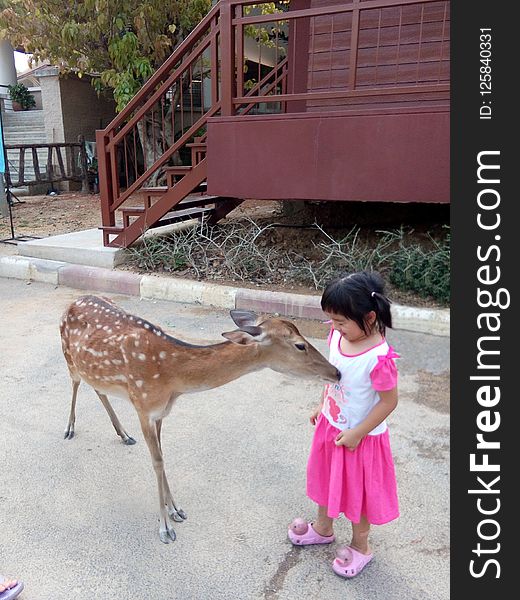 Giraffe, Zoo, Giraffidae, Deer