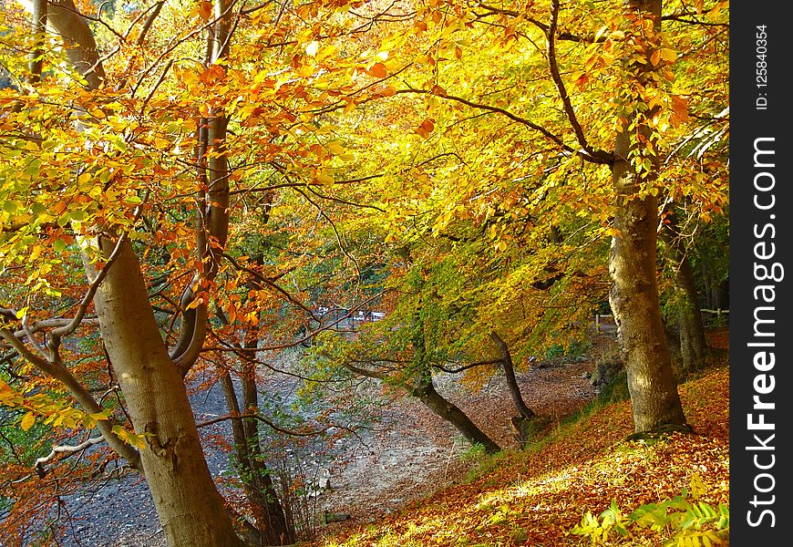 Nature, Autumn, Woodland, Tree