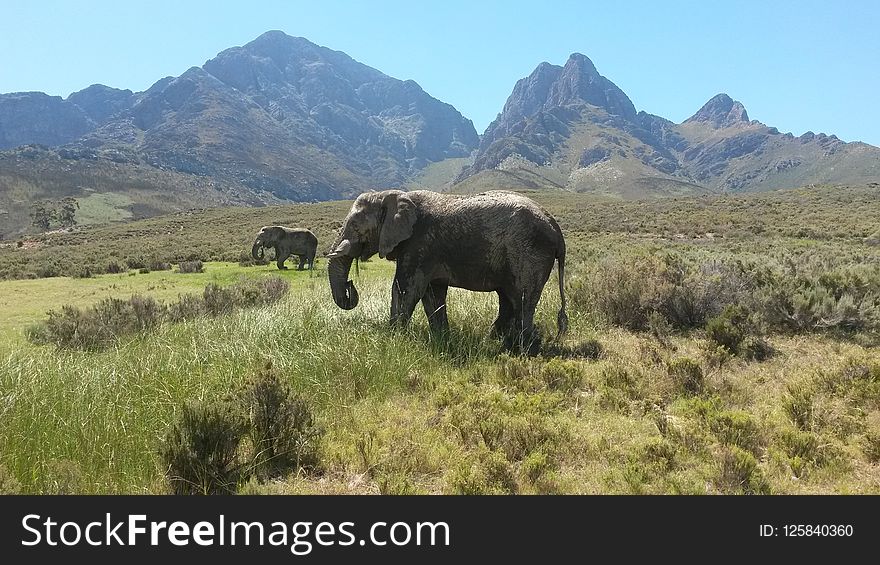 Elephants And Mammoths, Elephant, Wildlife, Grassland