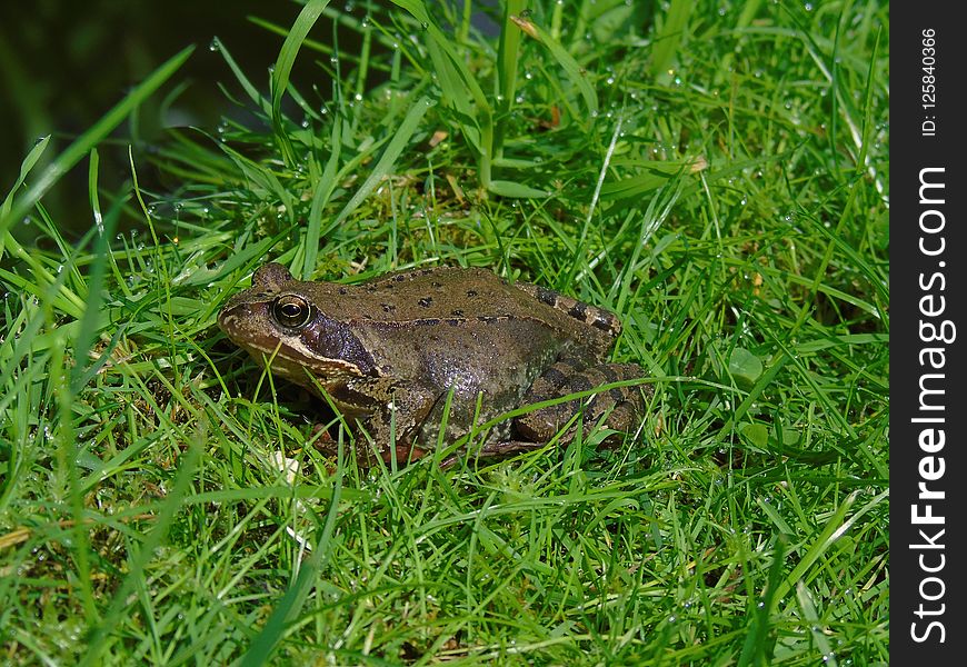Toad, Ranidae, Amphibian, Ecosystem
