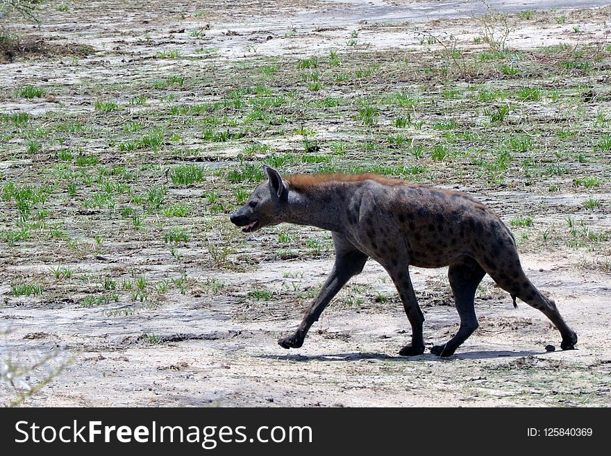 Wildlife, Hyena, Fauna, Terrestrial Animal