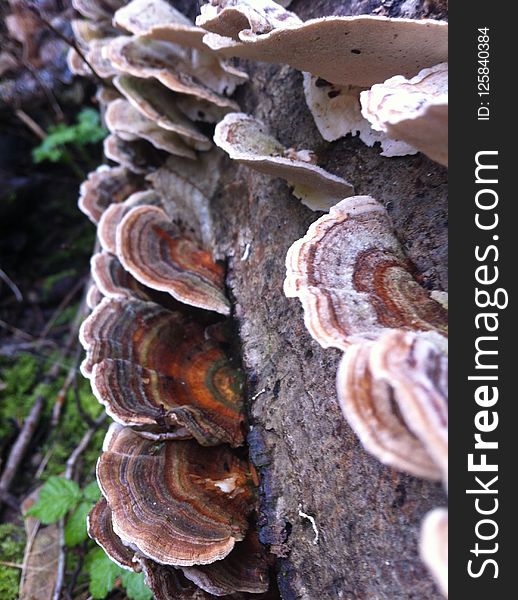 Fungus, Auriculariaceae, Medicinal Mushroom, Auriculariales