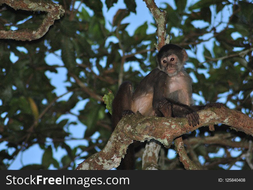 Fauna, Mammal, Primate, Tree