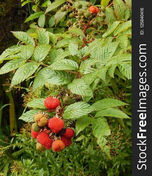 Plant, Strawberries, West Indian Raspberry, Fruit