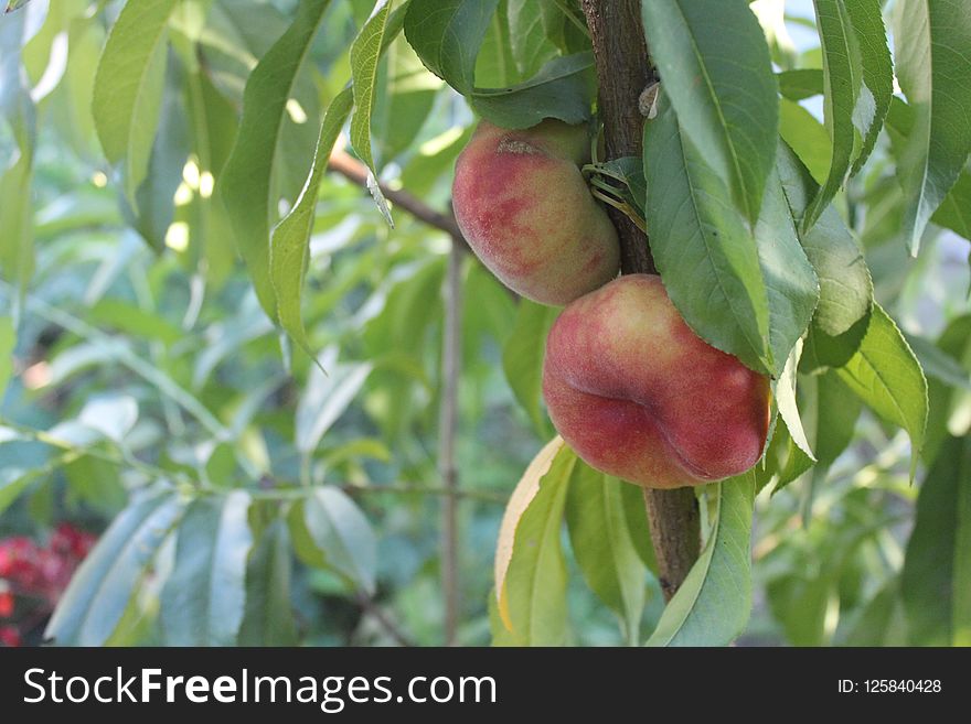 Peach, Fruit, Fruit Tree, Local Food