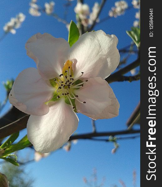 Blossom, Flower, Flora, Spring