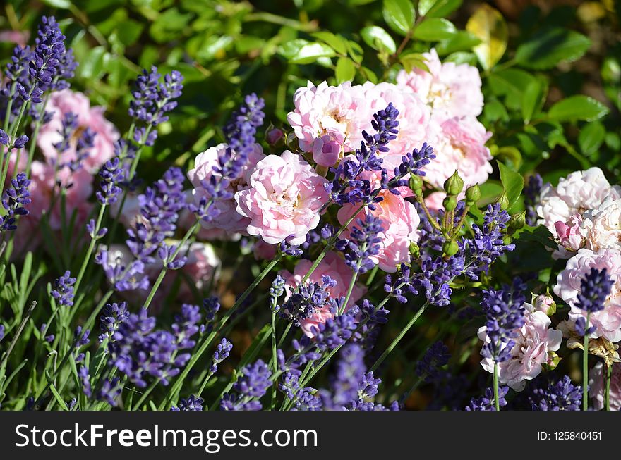 Flower, Plant, Lilac, Flowering Plant